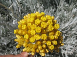 Helichrysum melitense
