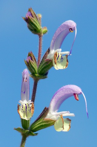 Salvia veneris