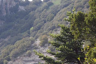 Abies Nebrodensis